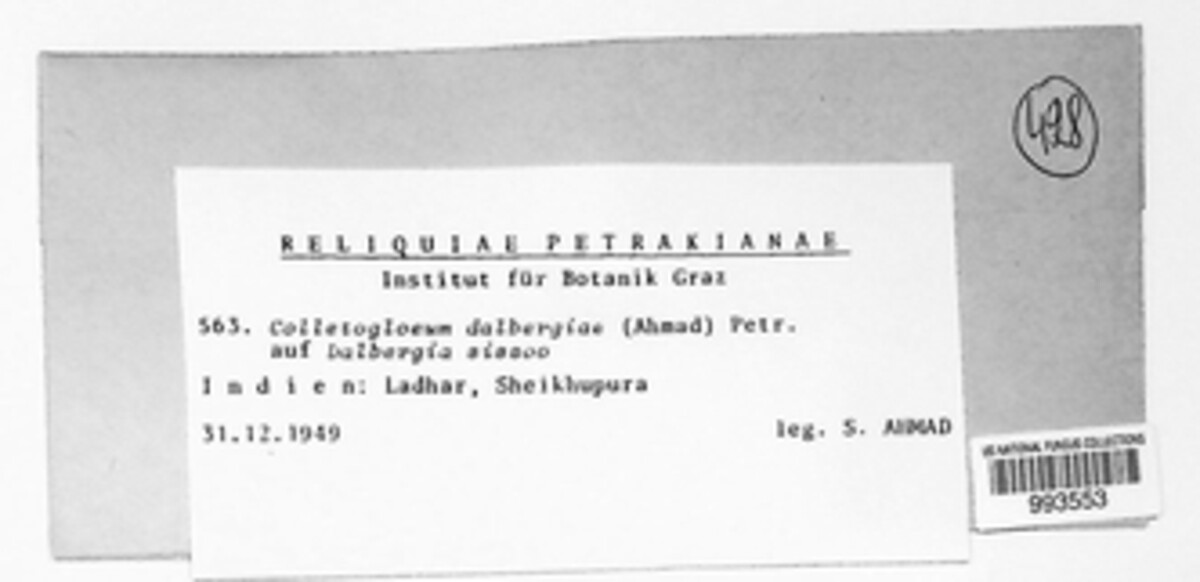 Colletogloeum dalbergiae image